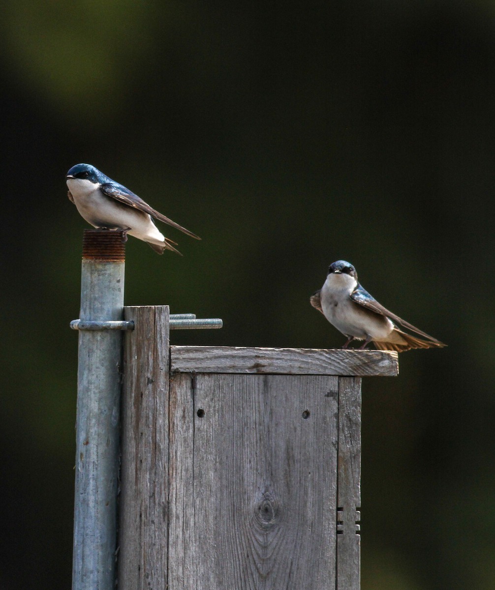 Golondrina Bicolor - ML324409861