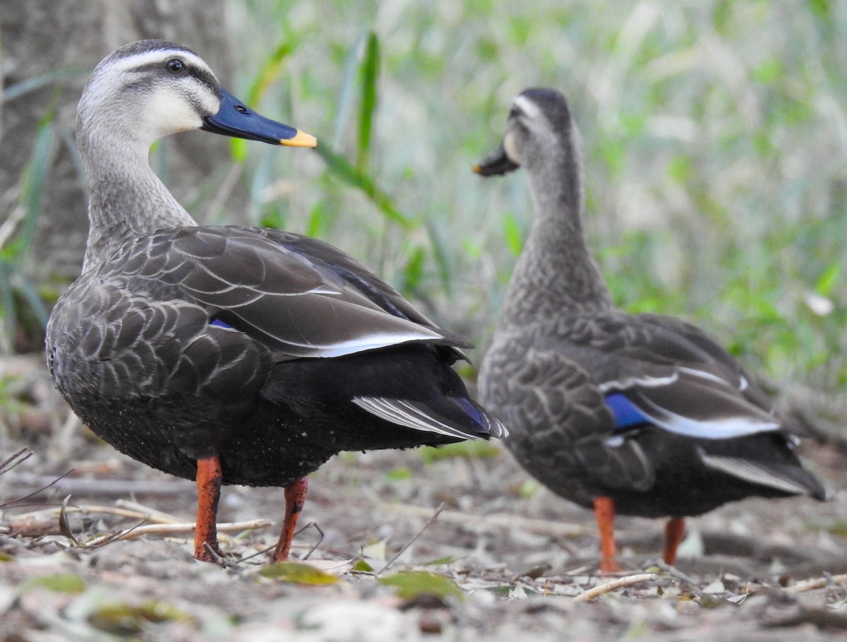 Eastern Spot-billed Duck - ML324409931