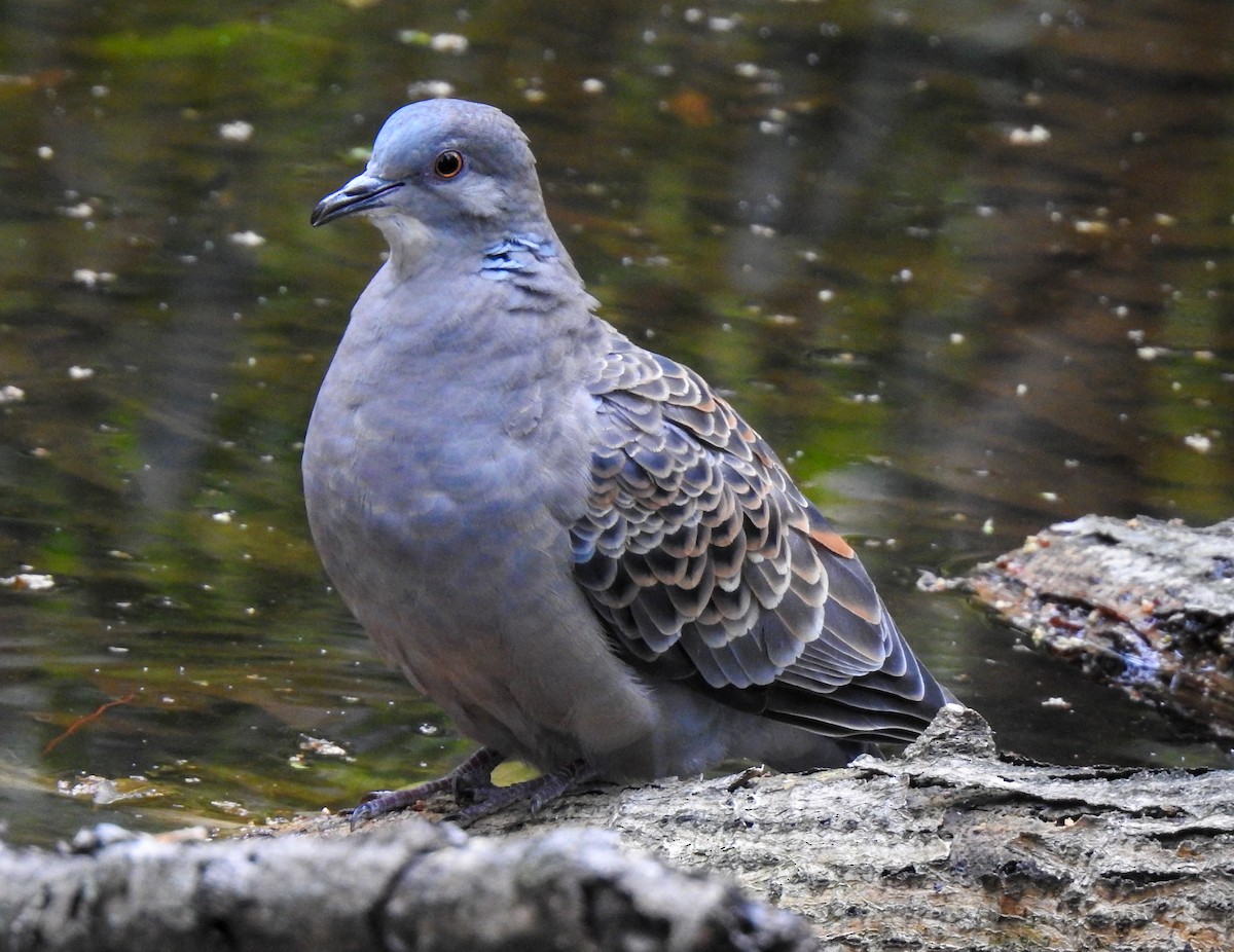 金背鳩 - ML324410061