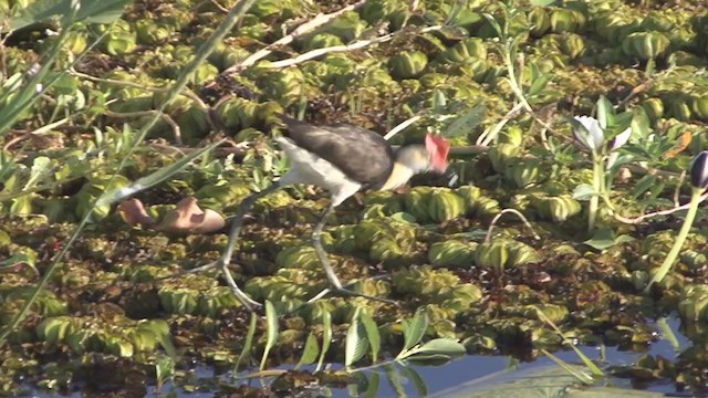 Comb-crested Jacana - ML324410071