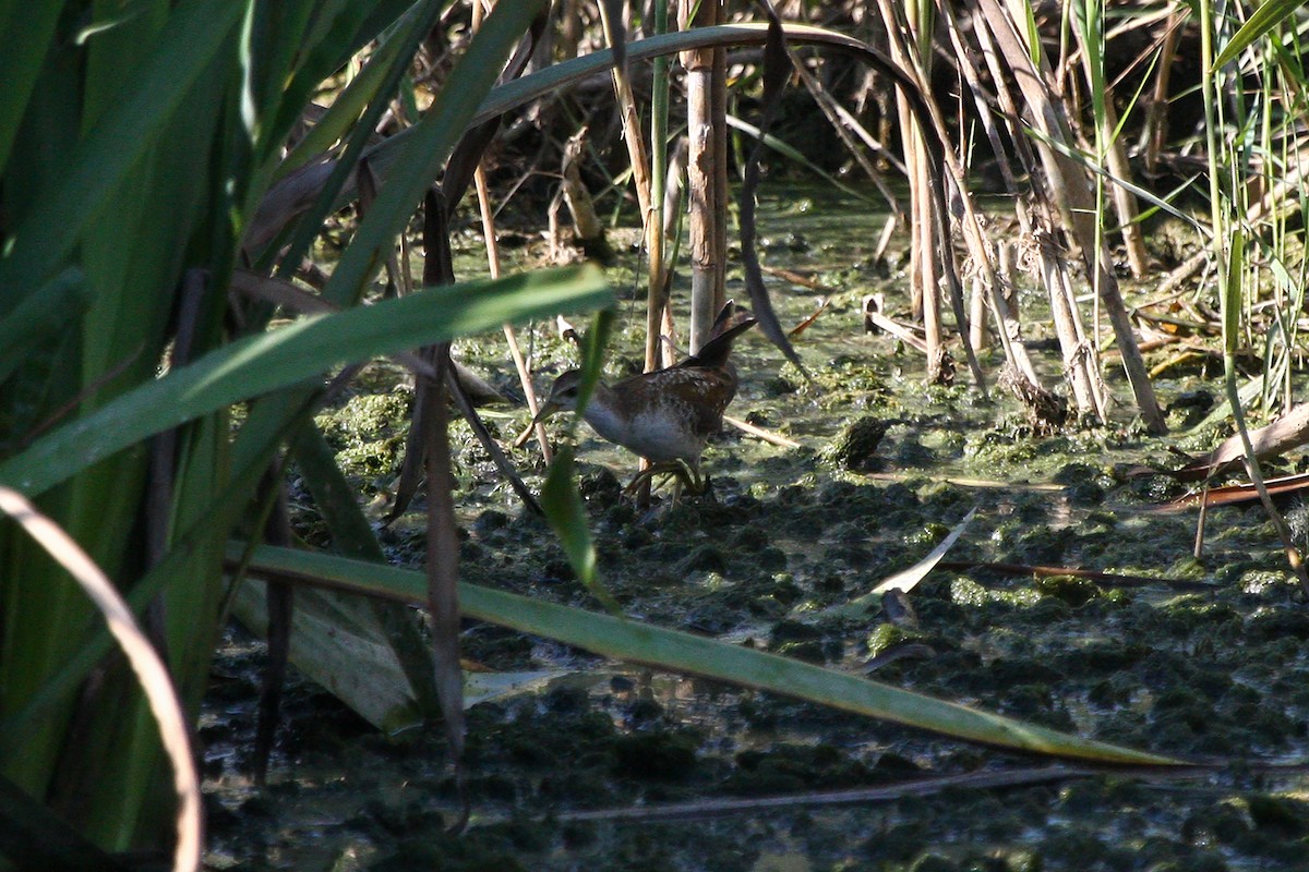 Little Crake - ML324410211