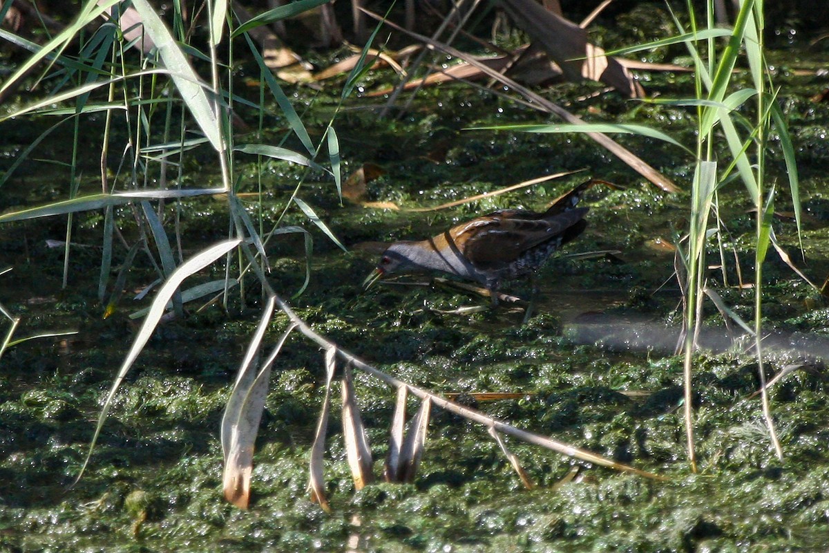 Little Crake - ML324410221