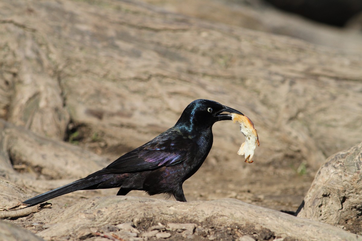 Common Grackle - Rachel Baum