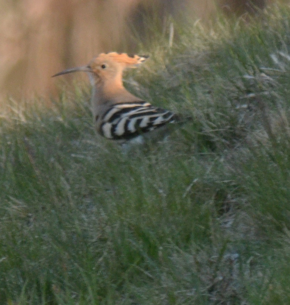 dudek chocholatý - ML324411121