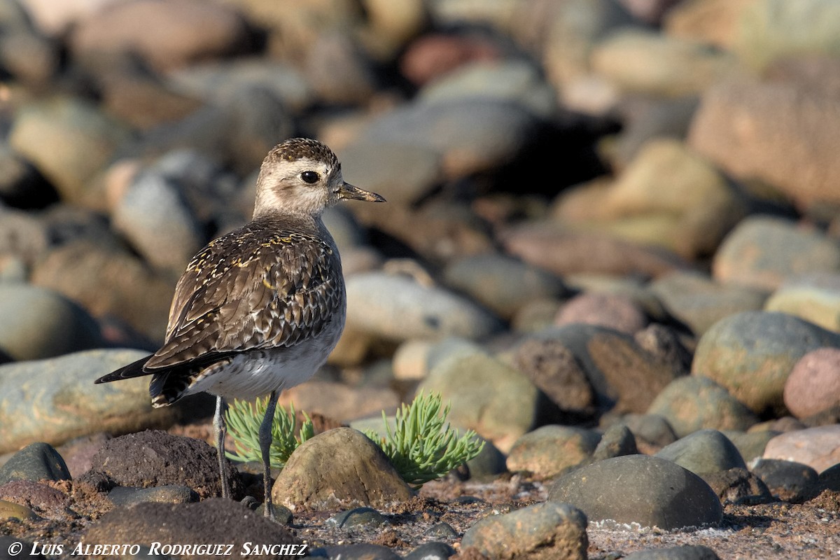 American Golden-Plover - ML324411381