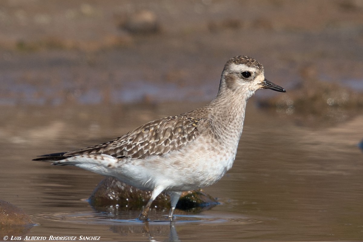 American Golden-Plover - ML324411401