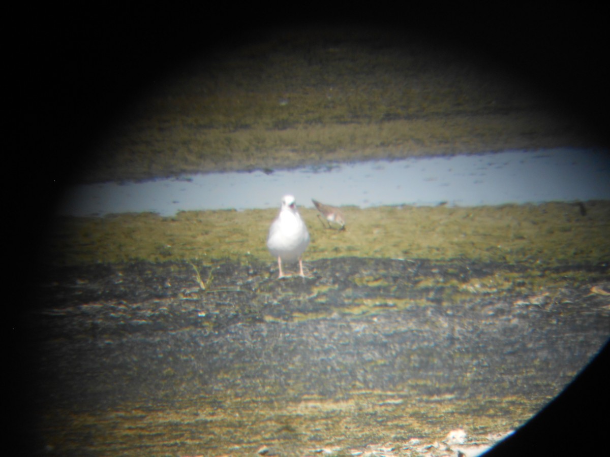 Mouette de Bonaparte - ML324411661