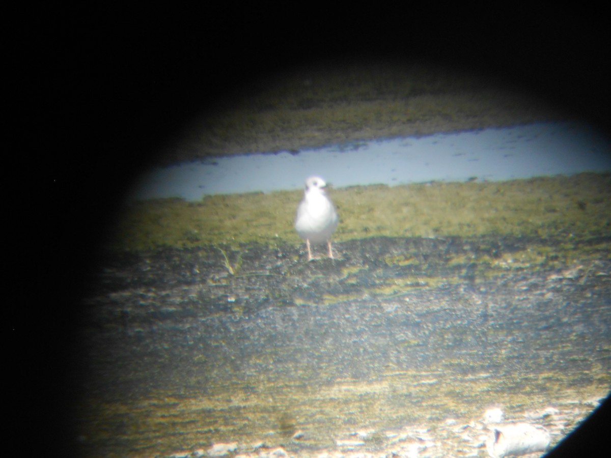 Bonaparte's Gull - ML324411671