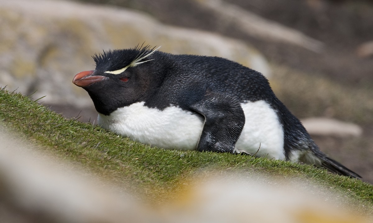 Пінгвін чубатий - ML32441171