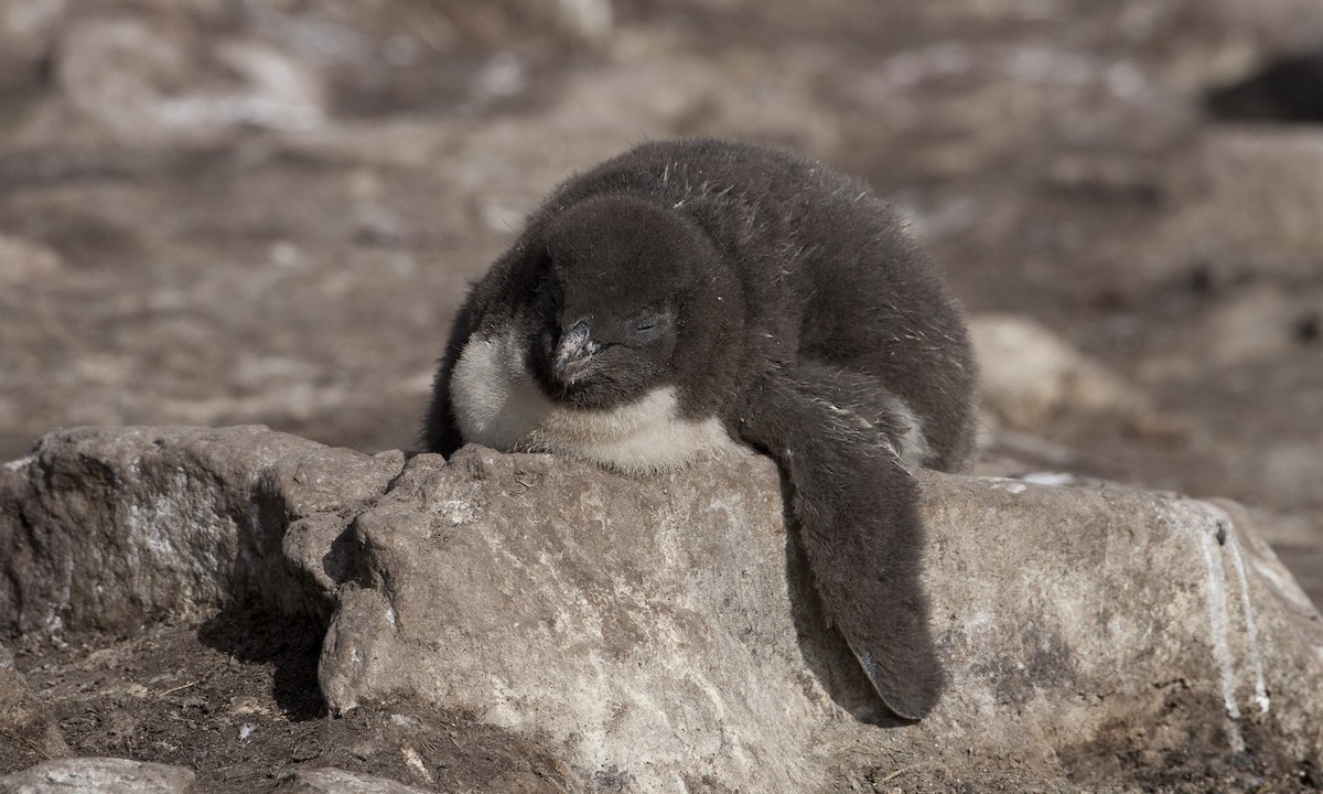 tučňák skalní - ML32441181