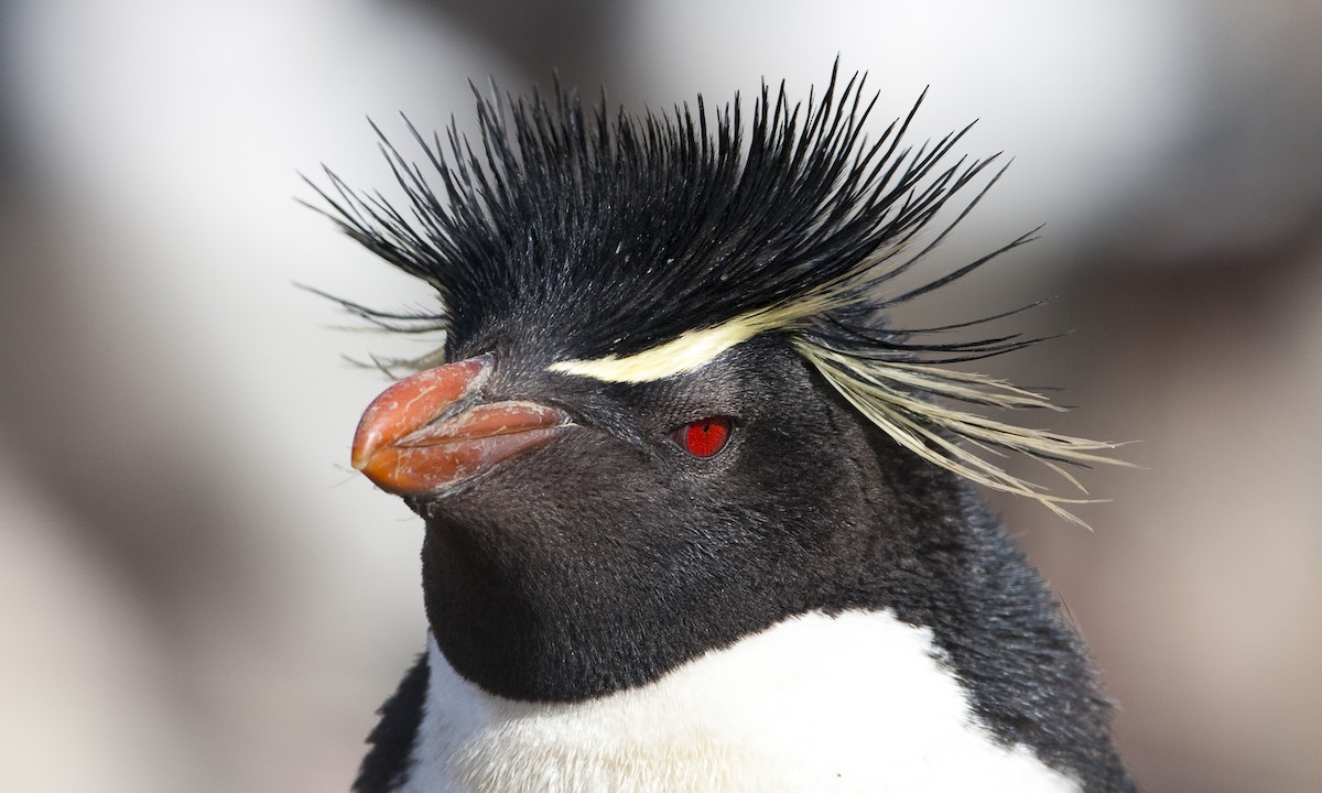 Pingüino Saltarrocas Meridional - ML32441191