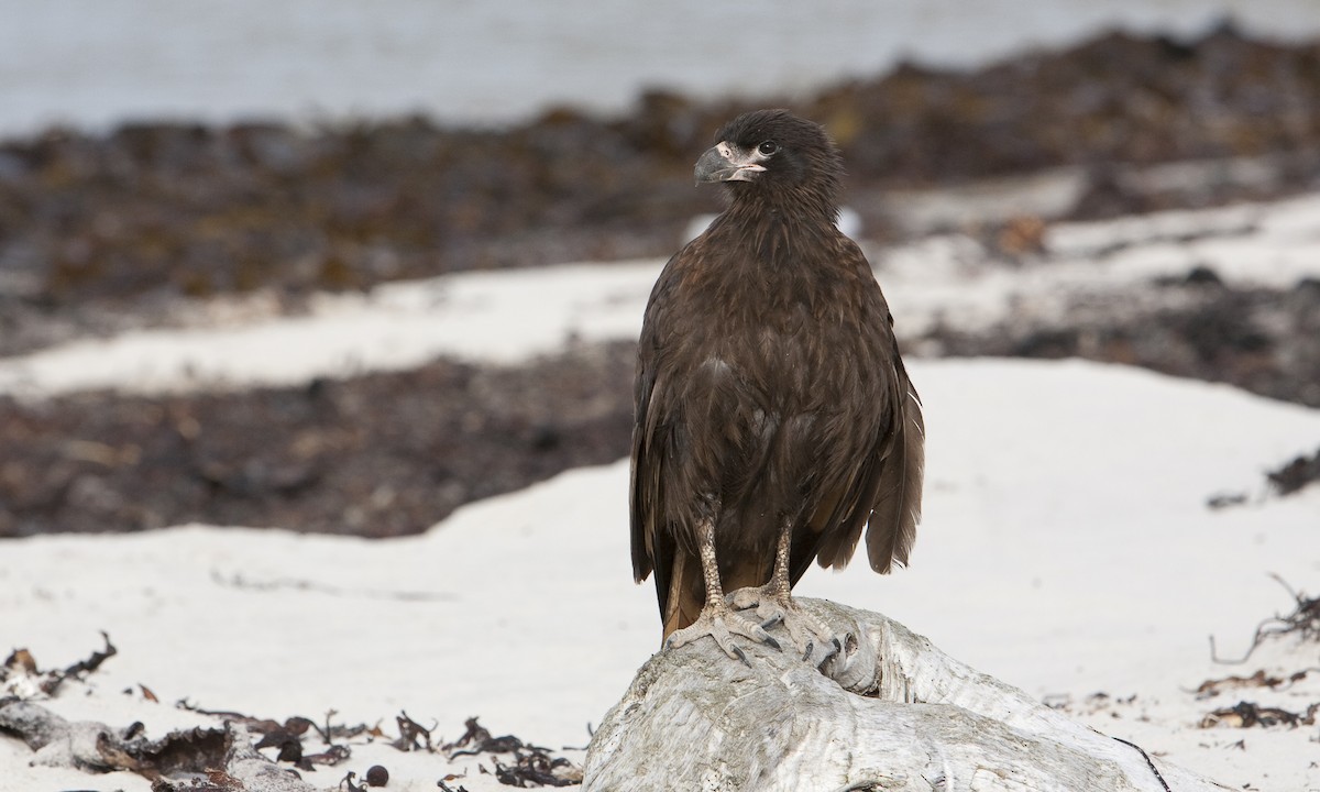 Striated Caracara - ML32441201