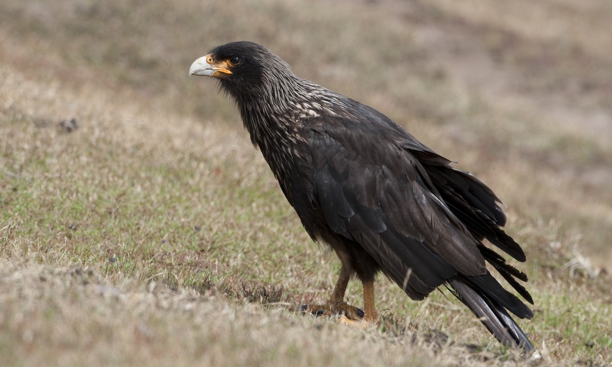 Striated Caracara - ML32441211