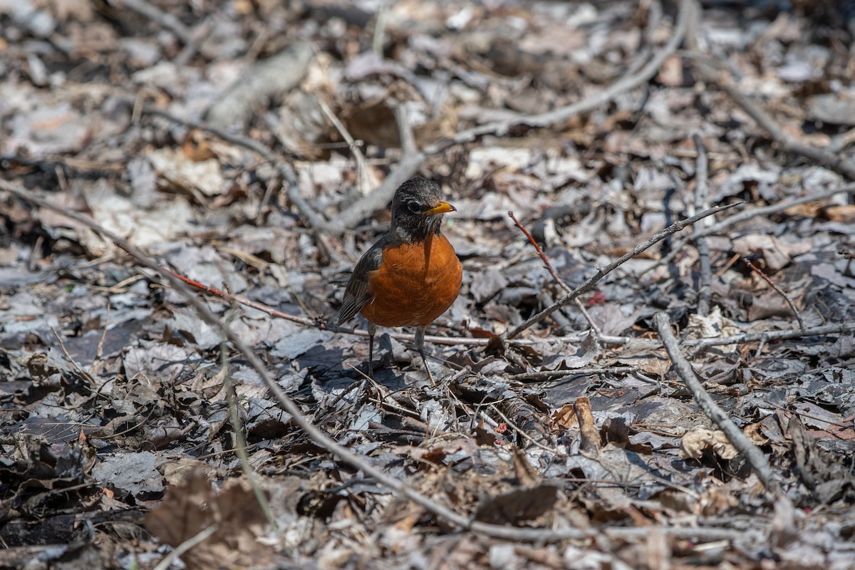 American Robin - ML324412451