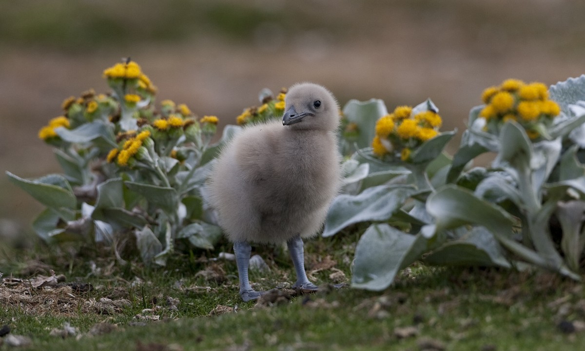 Kahverengi Korsanmartı (antarcticus) - ML32441301