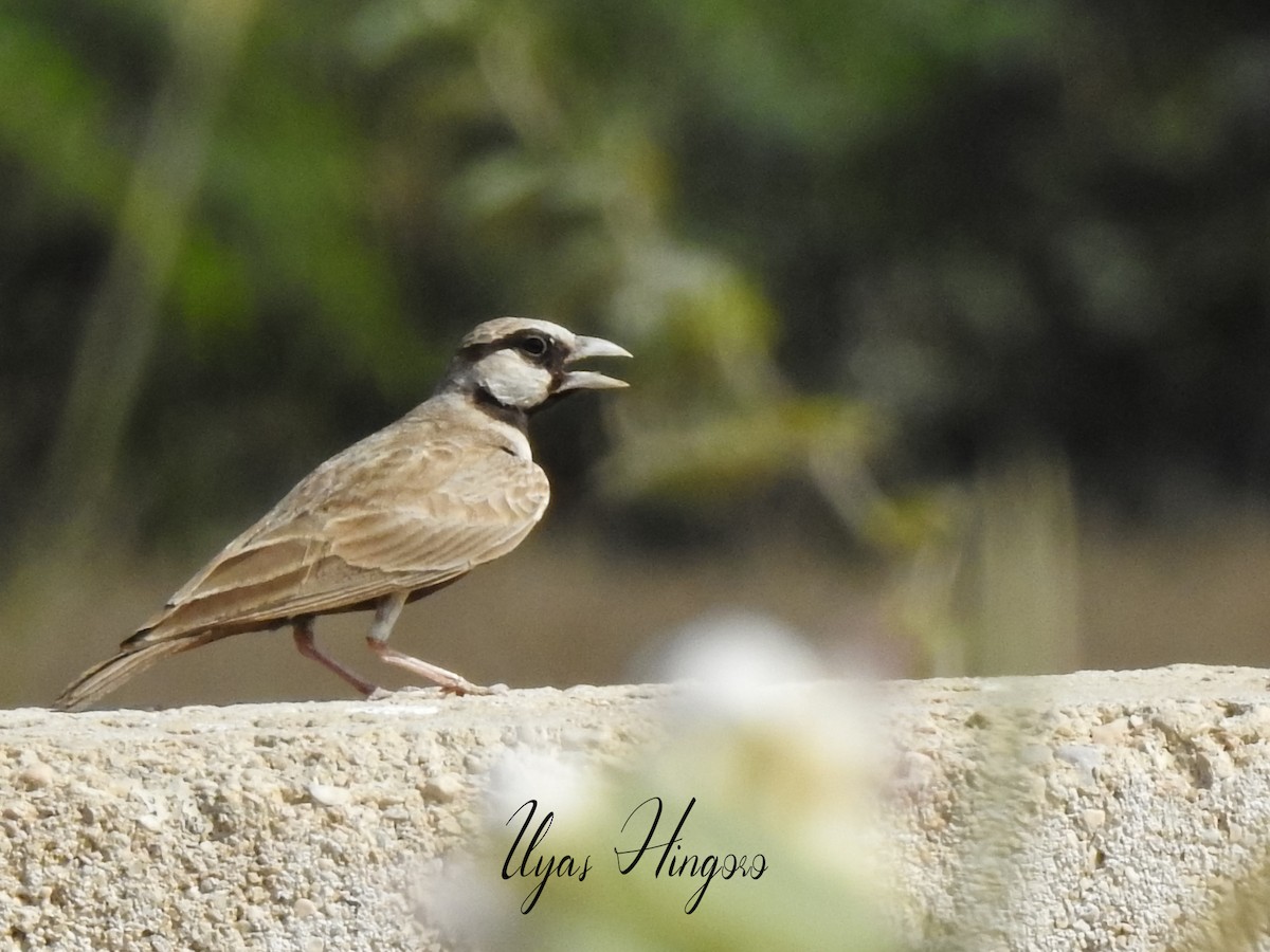 Ashy-crowned Sparrow-Lark - ML324413391