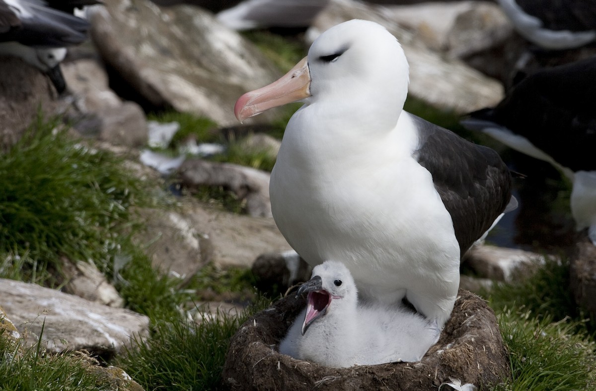 albatros černobrvý (ssp. melanophris) - ML32441401
