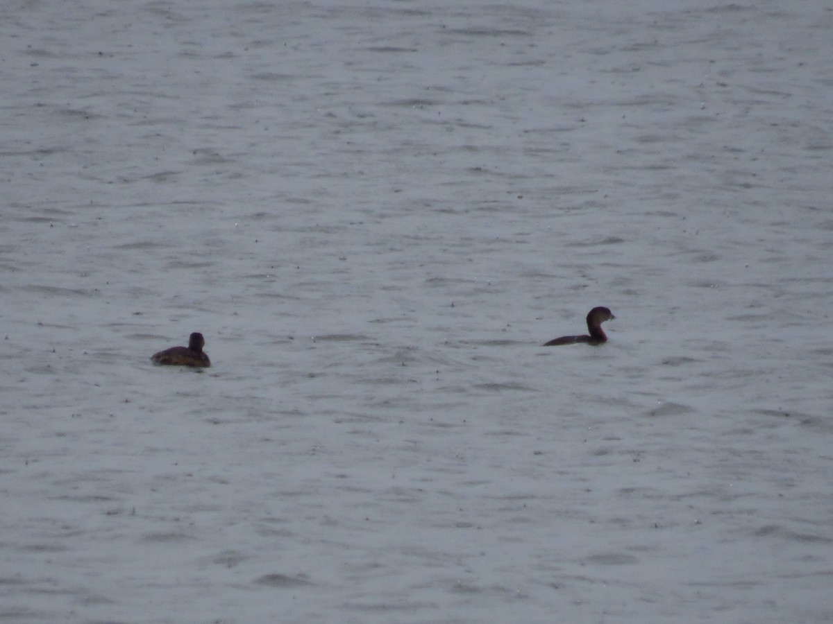 Pied-billed Grebe - ML324414021