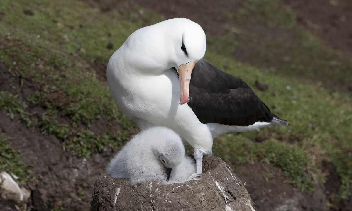 svartbrynalbatross (melanophris) - ML32441411