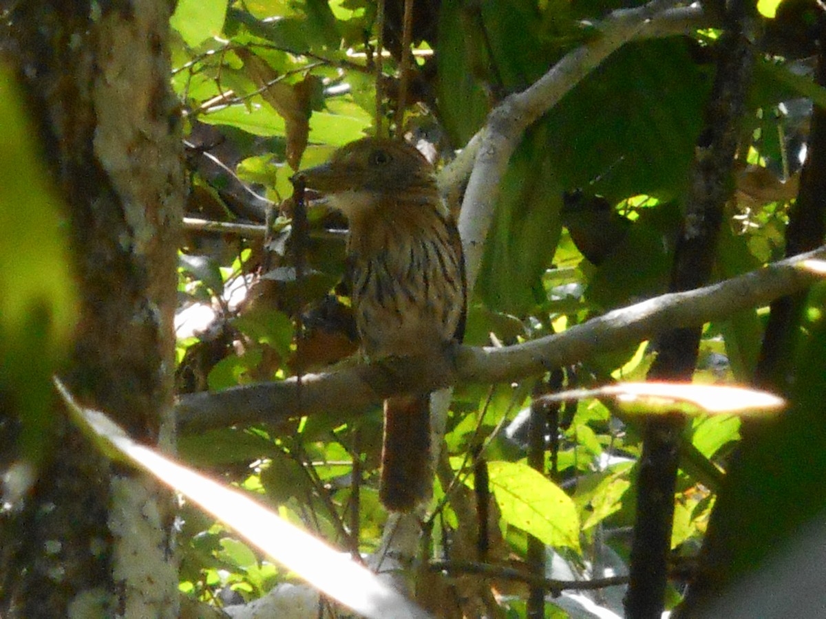 Western Striolated-Puffbird - ML324414251