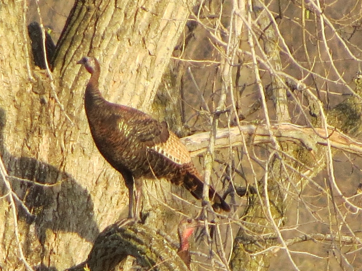 Wild Turkey - ML324414531