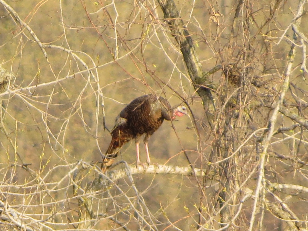 Wild Turkey - ML324414801