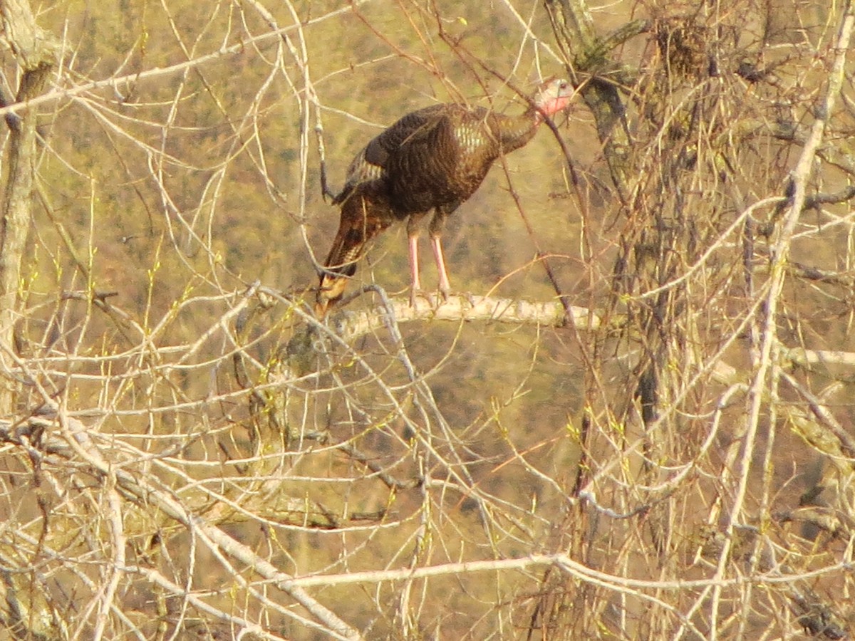 Wild Turkey - ML324414811