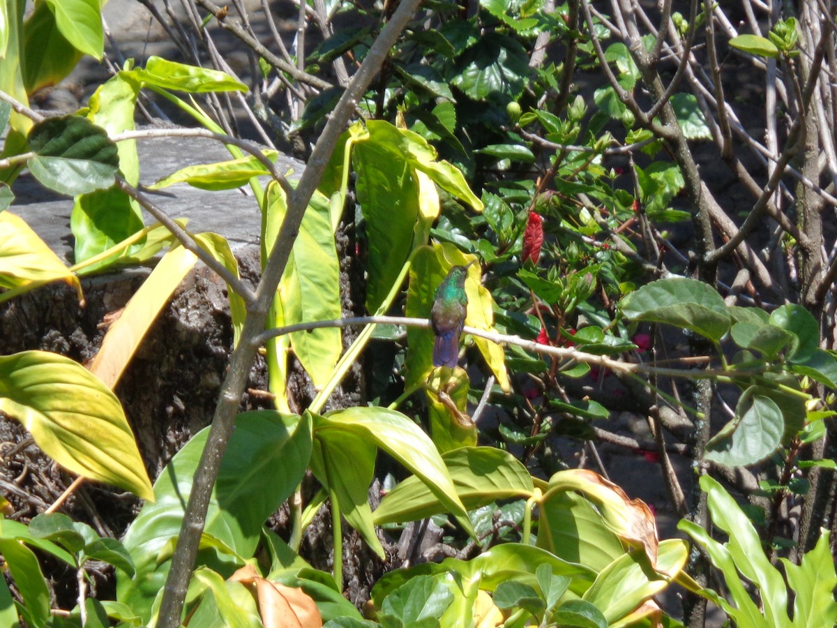 Blue-tailed Hummingbird - ML324415361