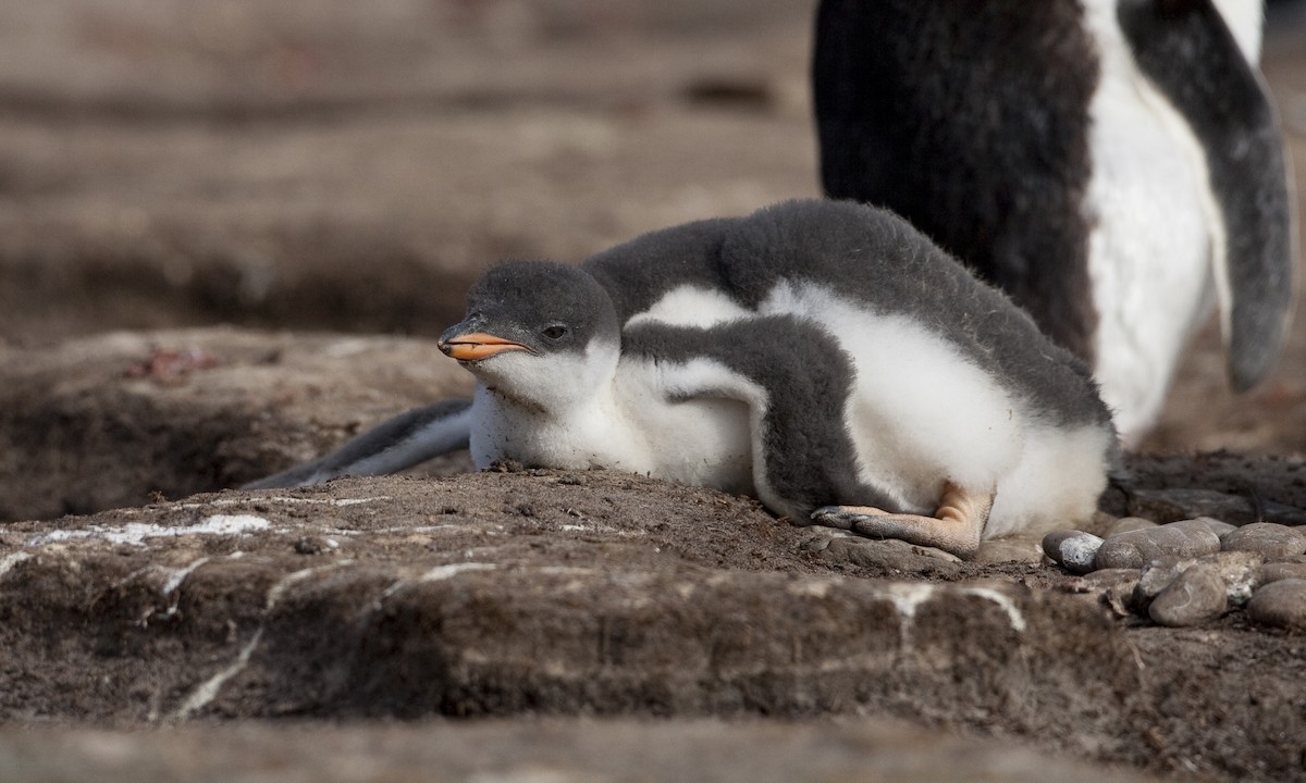 Gentoo Penguin - ML32441581