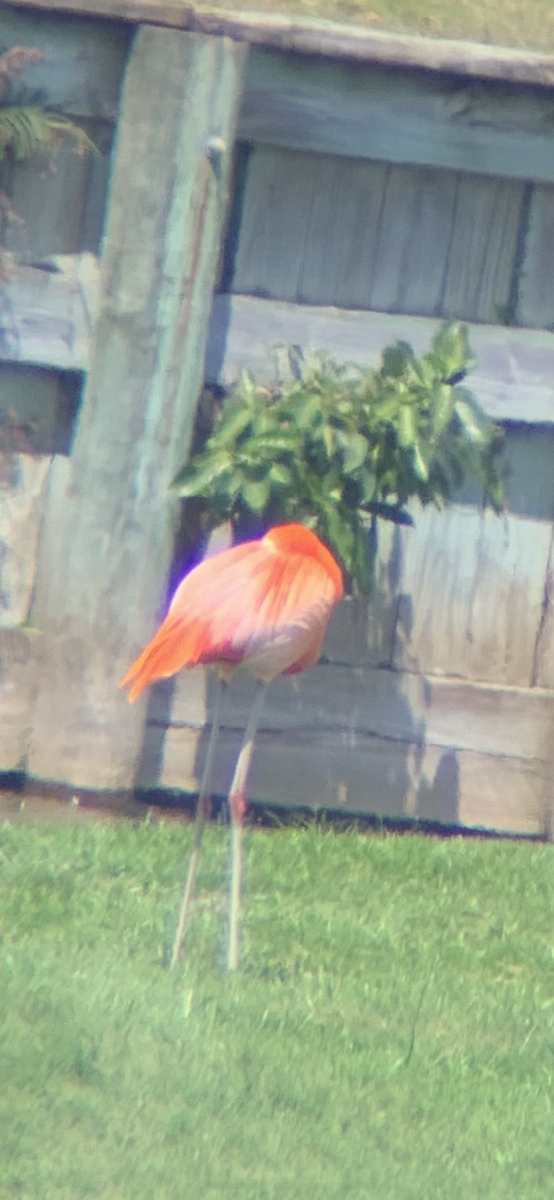 American Flamingo - ML324415901