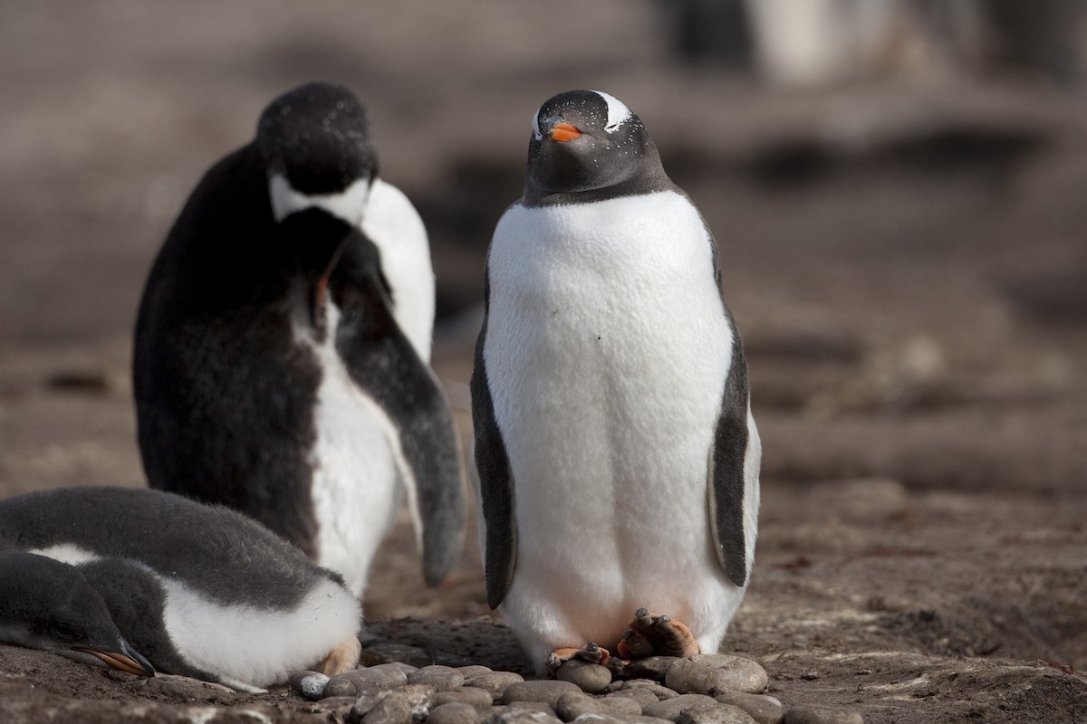 Gentoo Penguin - ML32441591