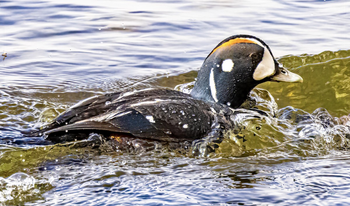 Harlequin Duck - Adnan Maqbool