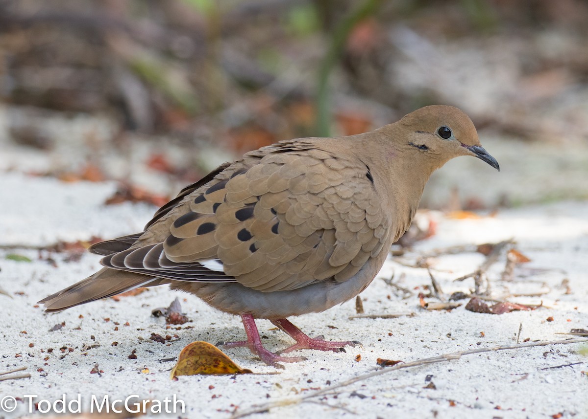 Zenaida Dove - Todd McGrath