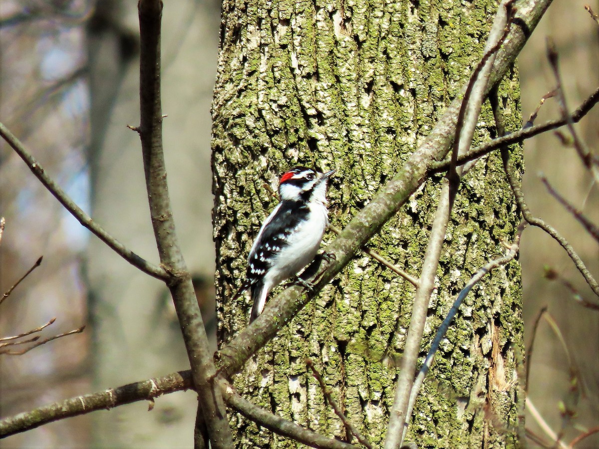 Downy Woodpecker - ML324418591