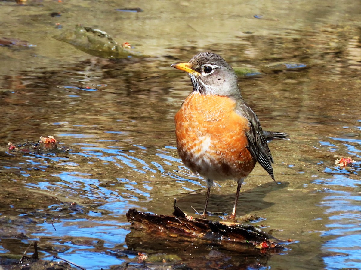 American Robin - ML324418671