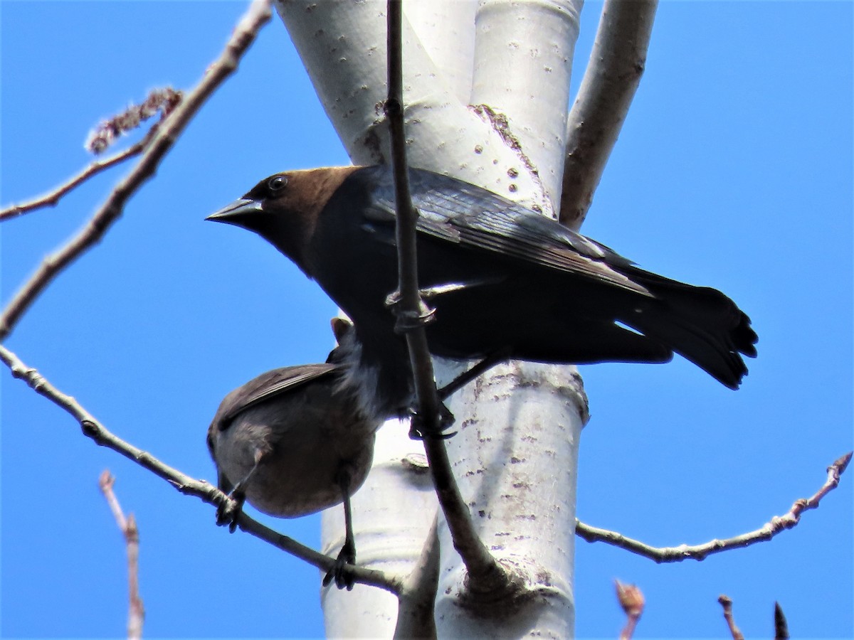 Brown-headed Cowbird - ML324418681