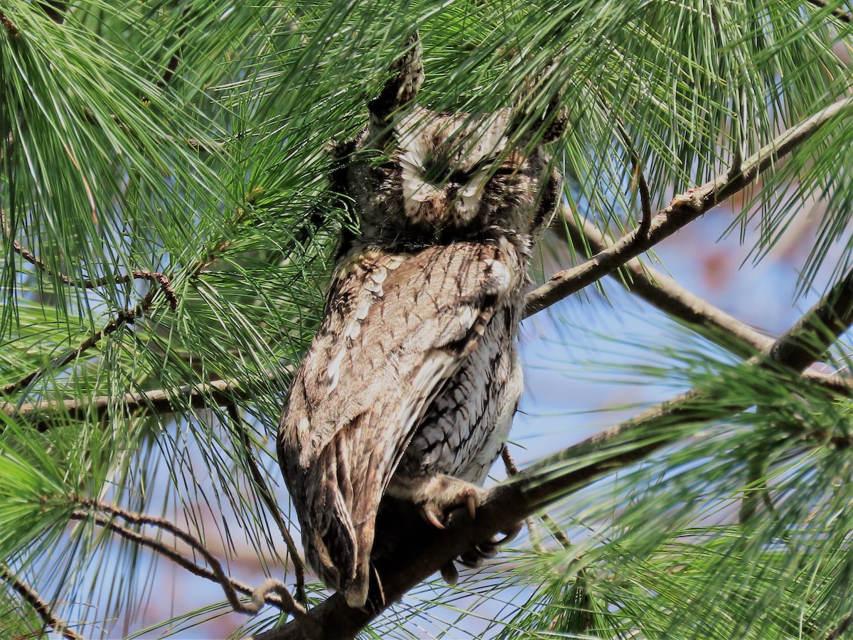 Eastern Screech-Owl - ML324418731
