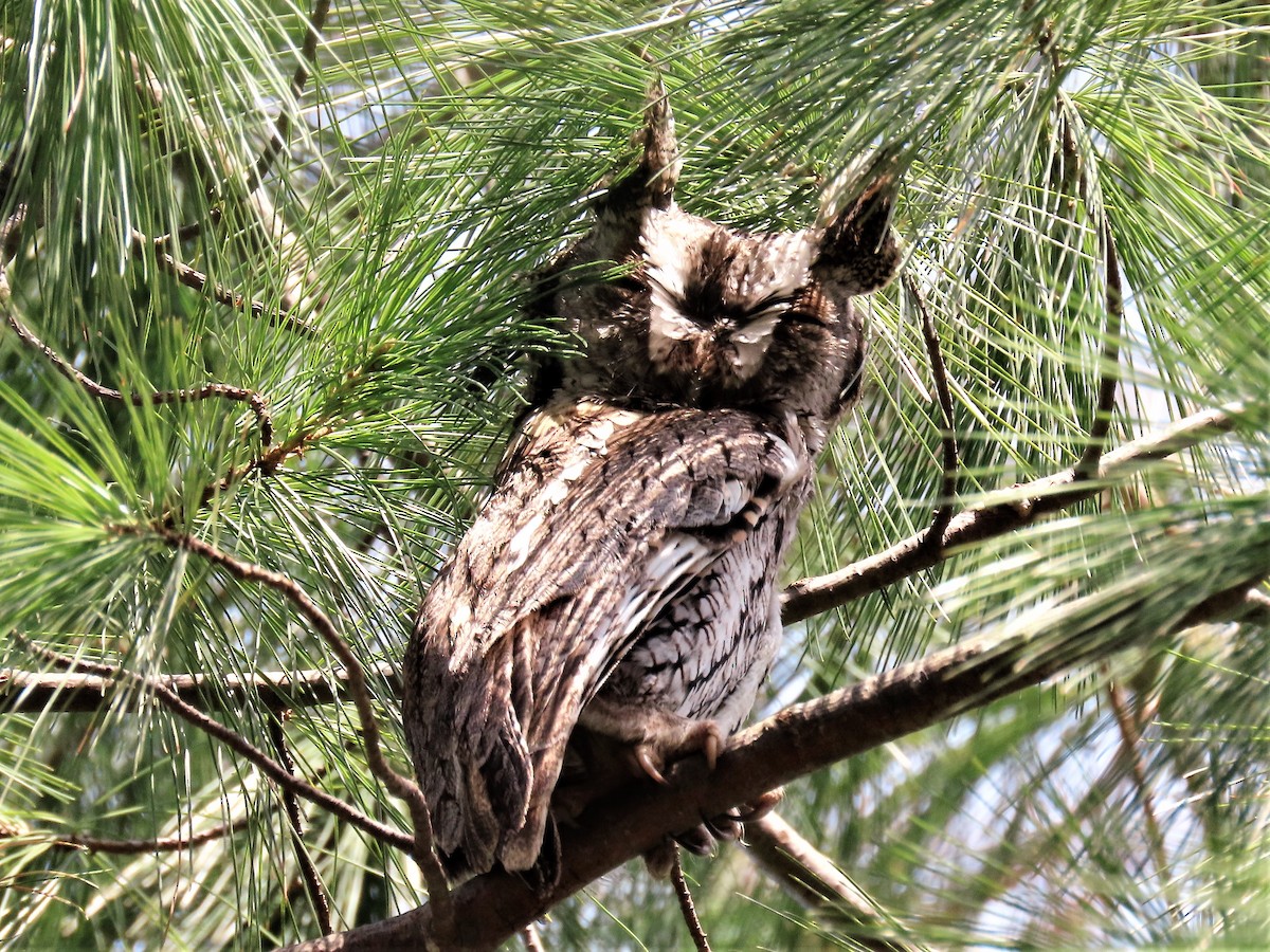 Eastern Screech-Owl - ML324418781