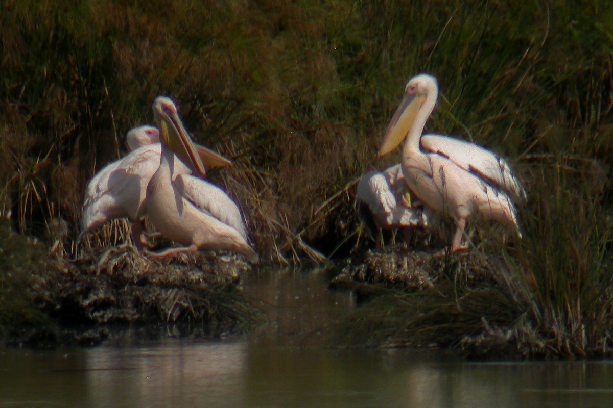 pelikán bílý - ML324418791