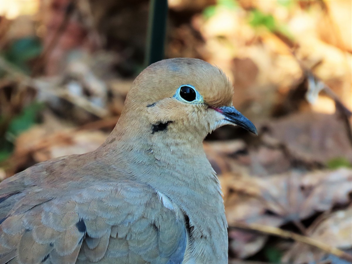 Mourning Dove - ML324418811