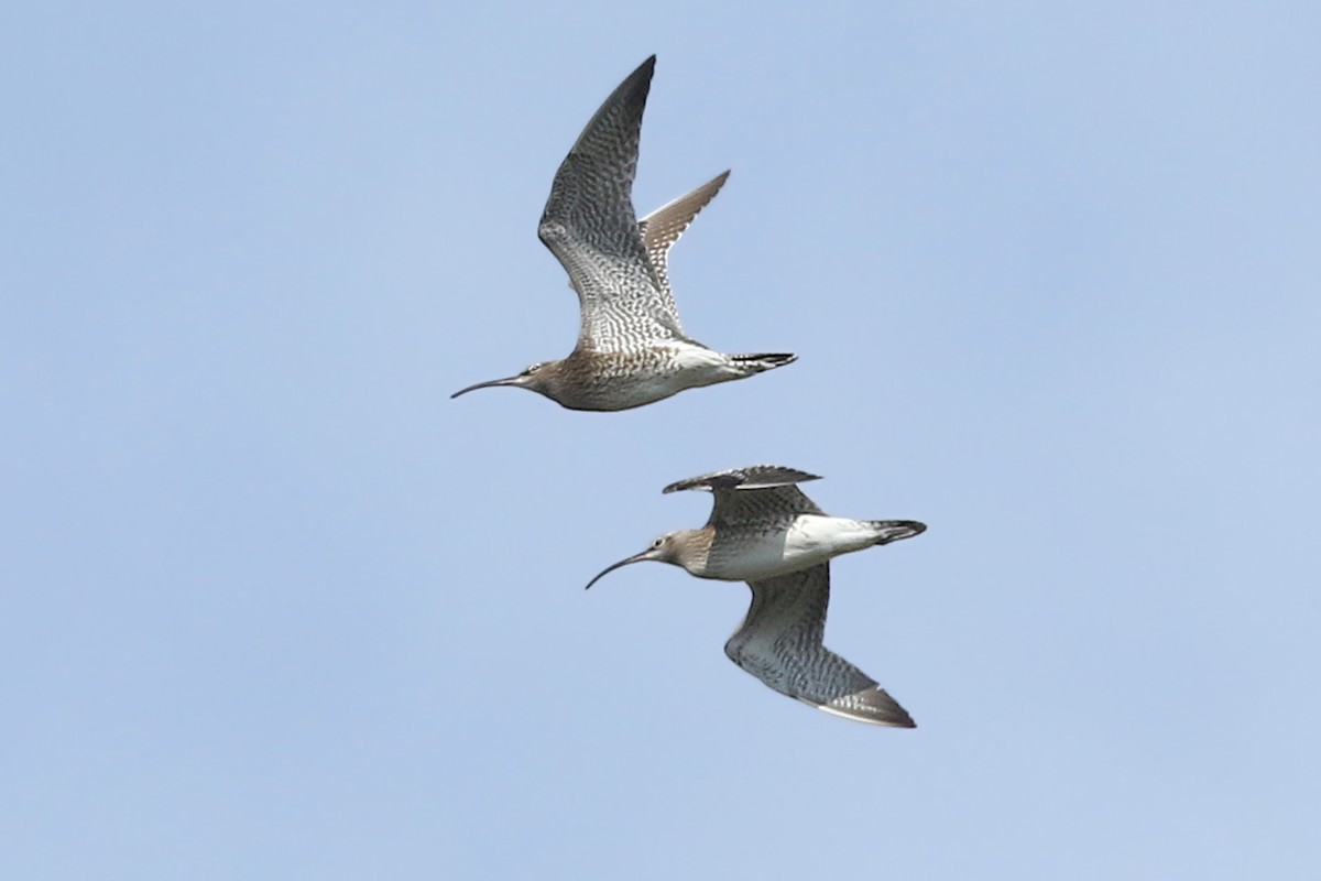 Whimbrel - Volker Hesse