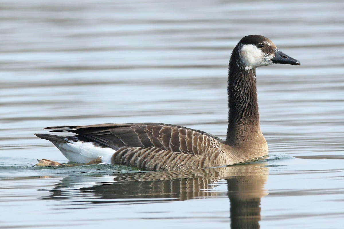 Graylag x Canada Goose (hybrid) - Volker Hesse