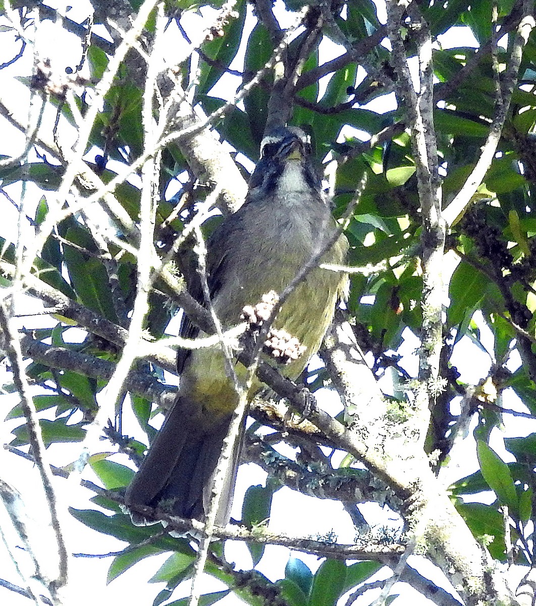 Green-winged Saltator - ML324421551