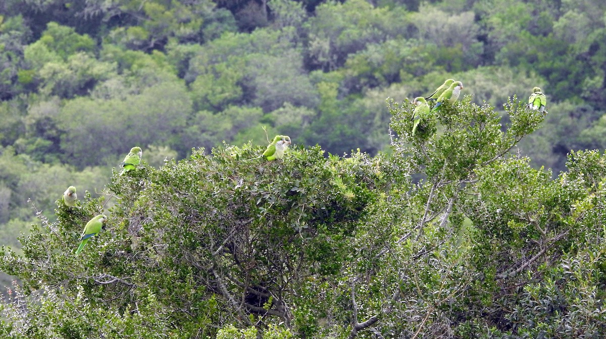 Monk Parakeet - ML324421971