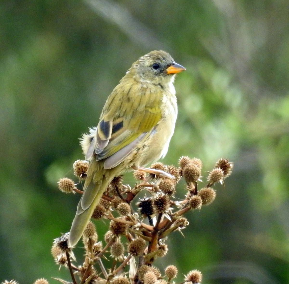 Great Pampa-Finch - ML324422081