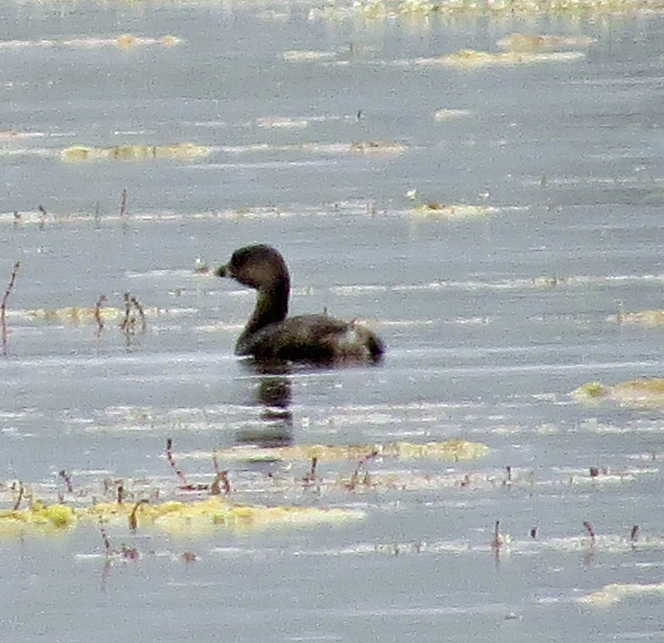 Pied-billed Grebe - ML32442371