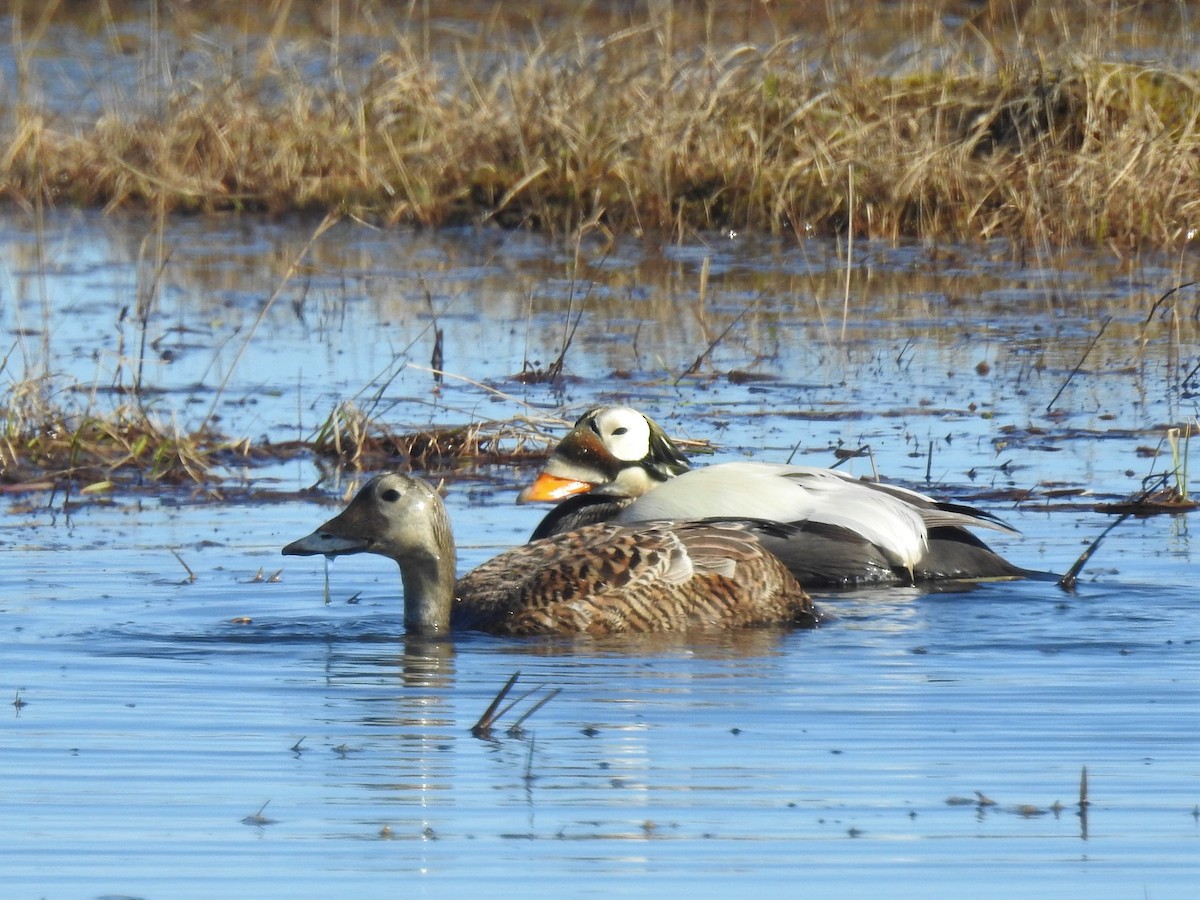 Spectacled Eider - ML324424391