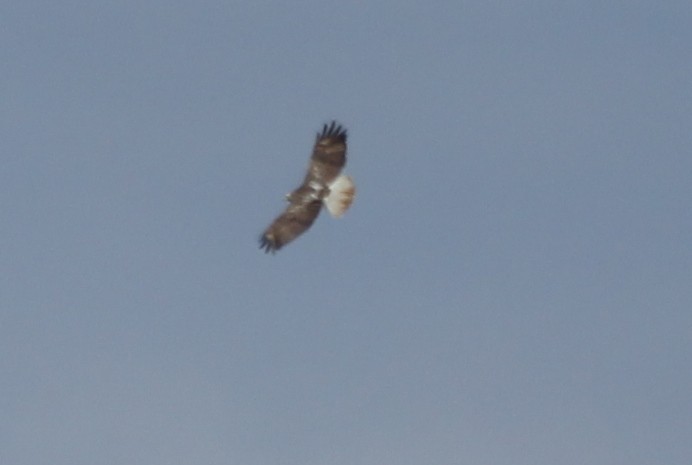 Red-tailed Hawk - ML32442451