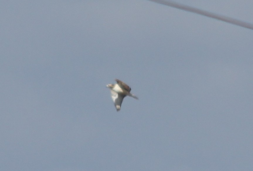 Red-tailed Hawk - ML32442461