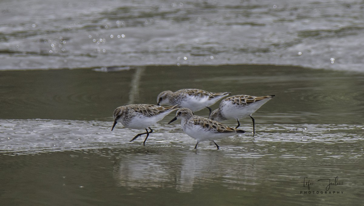 Little Stint - Irfan  Jeelani